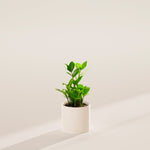 ZZ Plant - Indoor Plants - PB_ZZP_ECO_MA_4IN1 - Varnish + Vine - 25