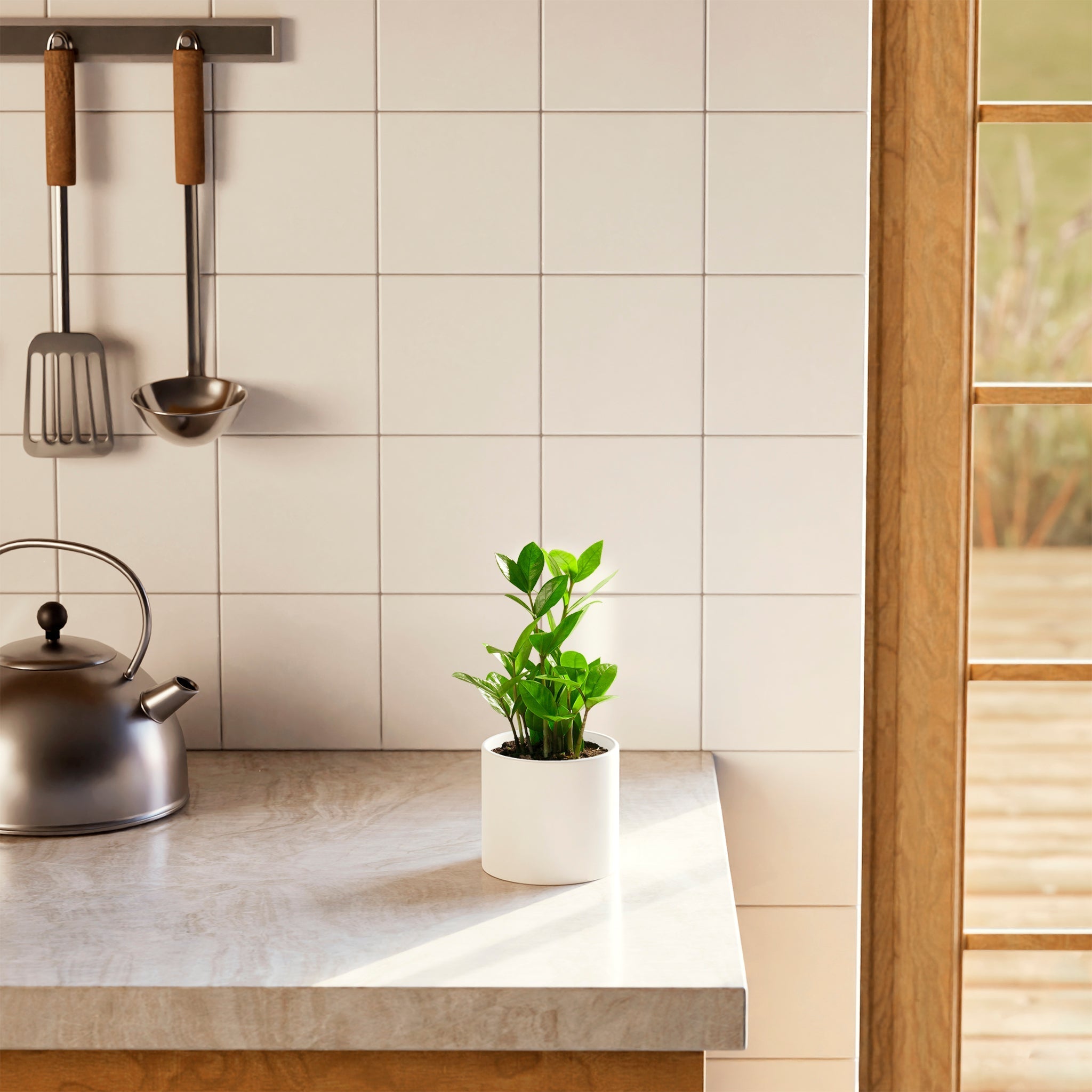 ZZ Plant - Indoor Plants - PL_ZZP_4IN1 - Varnish + Vine - 35