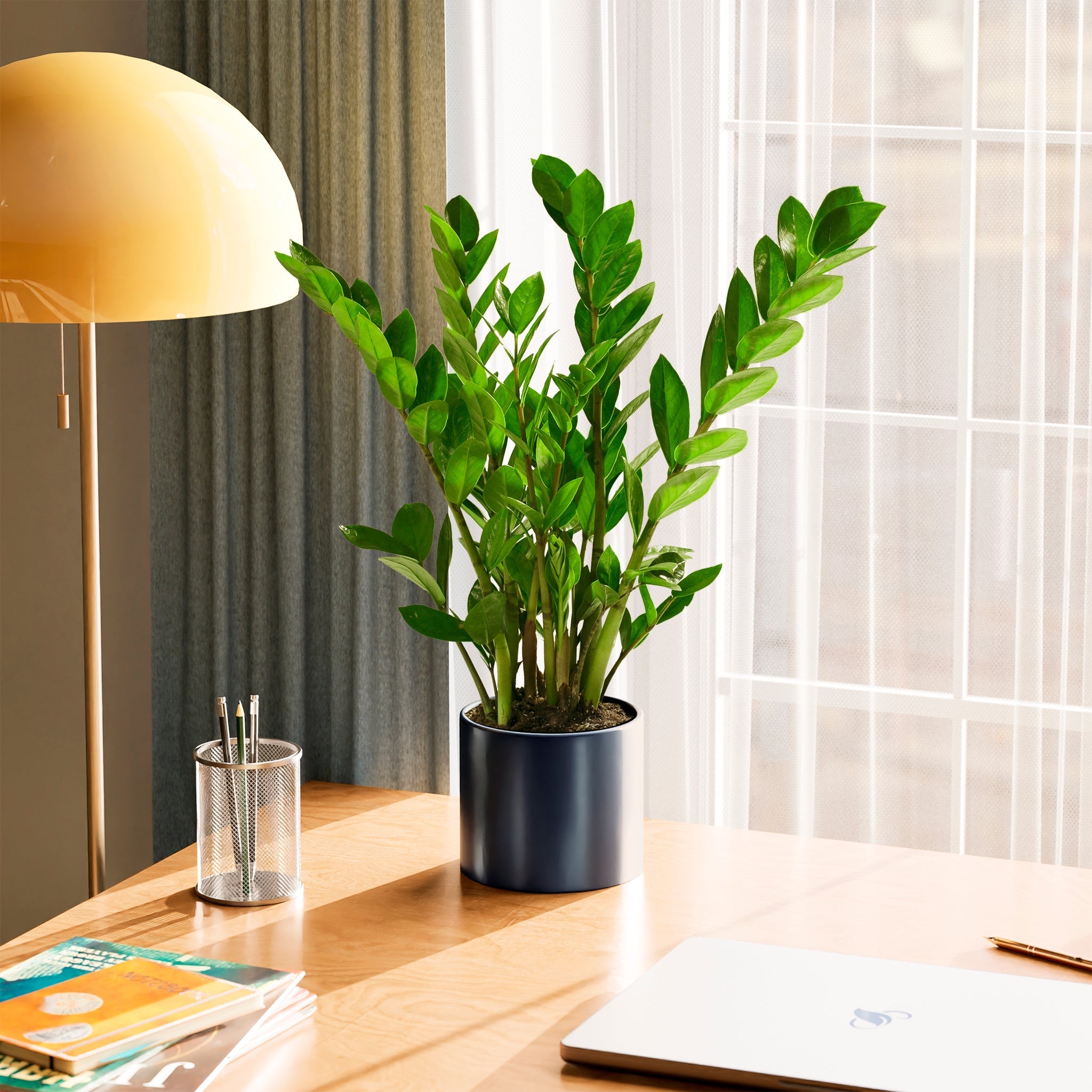 ZZ Plant - Indoor Plants - PL_ZZP_4IN1 - Varnish + Vine - 39