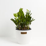 ZZ Plant - Indoor Plants - PB_ZZP_ECO_CO_10IN1 - Varnish + Vine - 9