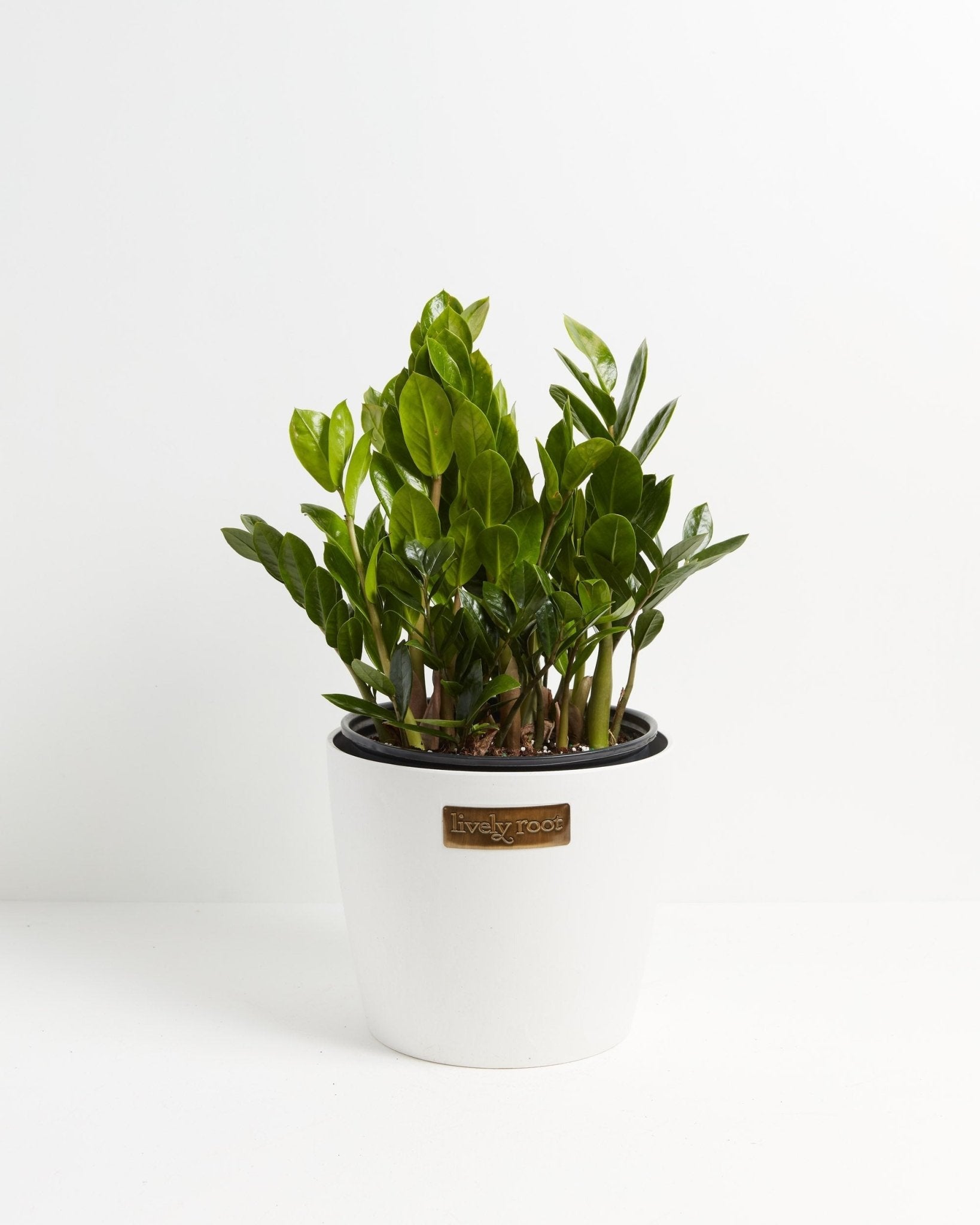 ZZ Plant - Indoor Plants - PB_ZZP_ECO_CO_10IN1 - Varnish + Vine - 9