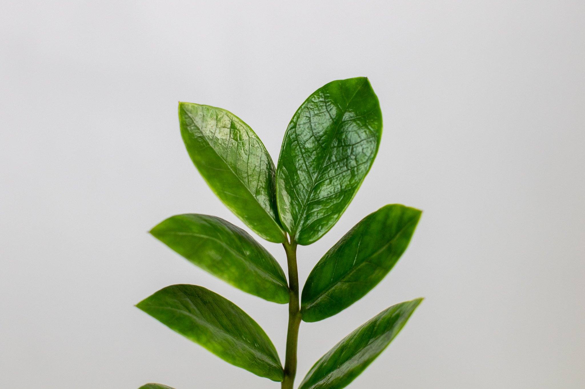 ZZ Plant - Indoor Plants - PL_ZZP_4IN1 - Varnish + Vine - 6