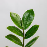 ZZ Plant - Indoor Plants - PL_ZZP_4IN1 - Varnish + Vine - 6