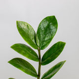 ZZ Plant - Indoor Plants - PL_ZZP_4IN1 - Varnish + Vine - 6