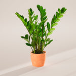 ZZ Plant - Indoor Plants - PB_ZZP_ECO_CH_6IN1 - Varnish + Vine - 45