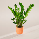 ZZ Plant - Indoor Plants - PB_ZZP_ECO_CH_6IN1 - Varnish + Vine - 45
