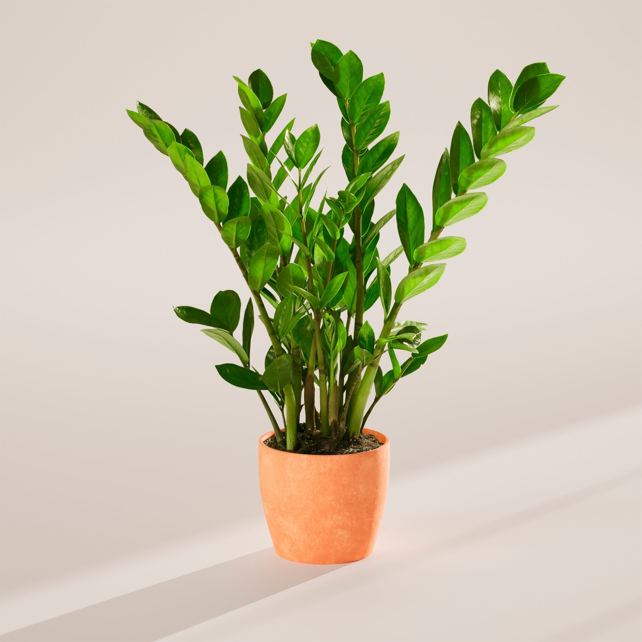 ZZ Plant - Indoor Plants - PB_ZZP_ECO_CH_6IN1 - Varnish + Vine - 45