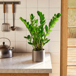 ZZ Plant - Indoor Plants - PB_ZZP_ECO_EG_6IN1 - Varnish + Vine - 64