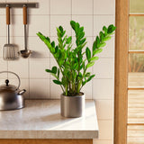 ZZ Plant - Indoor Plants - PB_ZZP_ECO_EG_6IN1 - Varnish + Vine - 64