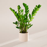 ZZ Plant - Indoor Plants - PL_ZZP_4IN1 - Varnish + Vine - 42