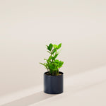 ZZ Plant - Indoor Plants - PB_ZZP_ECO_MA_4IN1 - Varnish + Vine - 24