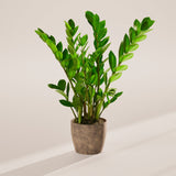 ZZ Plant - Indoor Plants - PB_ZZP_ECO_EG_6IN1 - Varnish + Vine - 61
