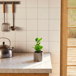 ZZ Plant - Indoor Plants - PL_ZZP_4IN1 - Varnish + Vine - 33