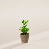 ZZ Plant - Indoor Plants - PB_ZZP_ECO_EG_4IN1 - Varnish + Vine - 18