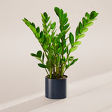 ZZ Plant - Indoor Plants - PL_ZZP_6IN1 - Varnish + Vine - 58