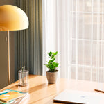 ZZ Plant - Indoor Plants - PB_ZZP_ECO_CO_4IN1 - Varnish + Vine - 30