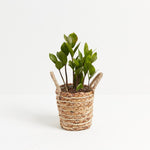 ZZ Plant - Indoor Plants - PB_ZZP_BAS_LI_4IN1 - Varnish + Vine - 13