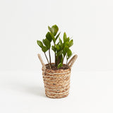 ZZ Plant - Indoor Plants - PB_ZZP_BAS_LI_4IN1 - Varnish + Vine - 13