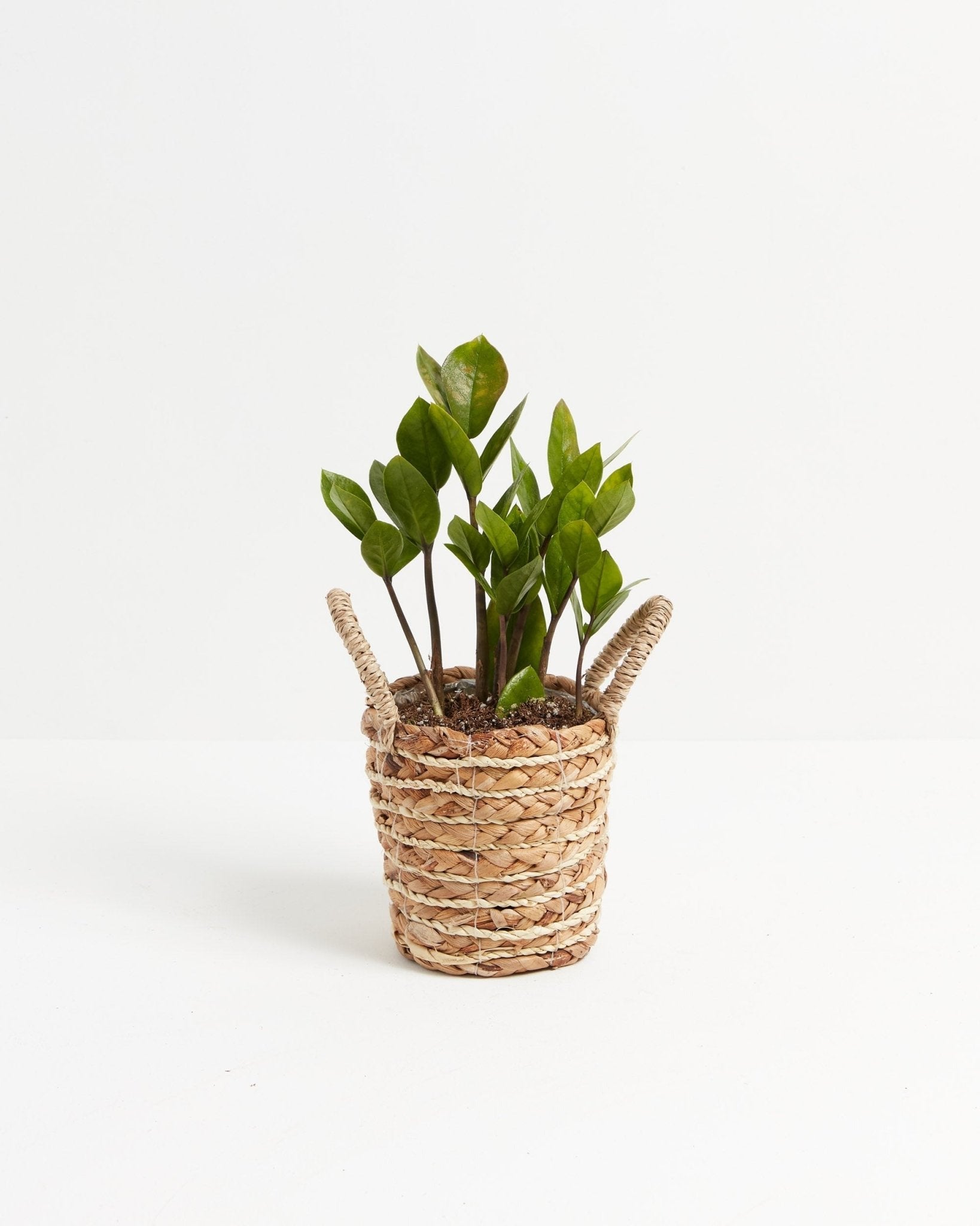 ZZ Plant - Indoor Plants - PB_ZZP_BAS_LI_4IN1 - Varnish + Vine - 13