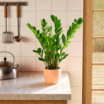 ZZ Plant - Indoor Plants - PL_ZZP_4IN1 - Varnish + Vine - 43