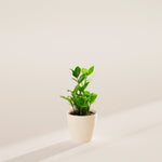 ZZ Plant - Indoor Plants - PB_ZZP_ECO_CO_4IN1 - Varnish + Vine - 28