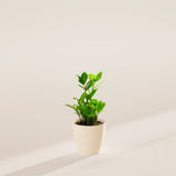 ZZ Plant - Indoor Plants - PB_ZZP_ECO_CO_4IN1 - Varnish + Vine - 28