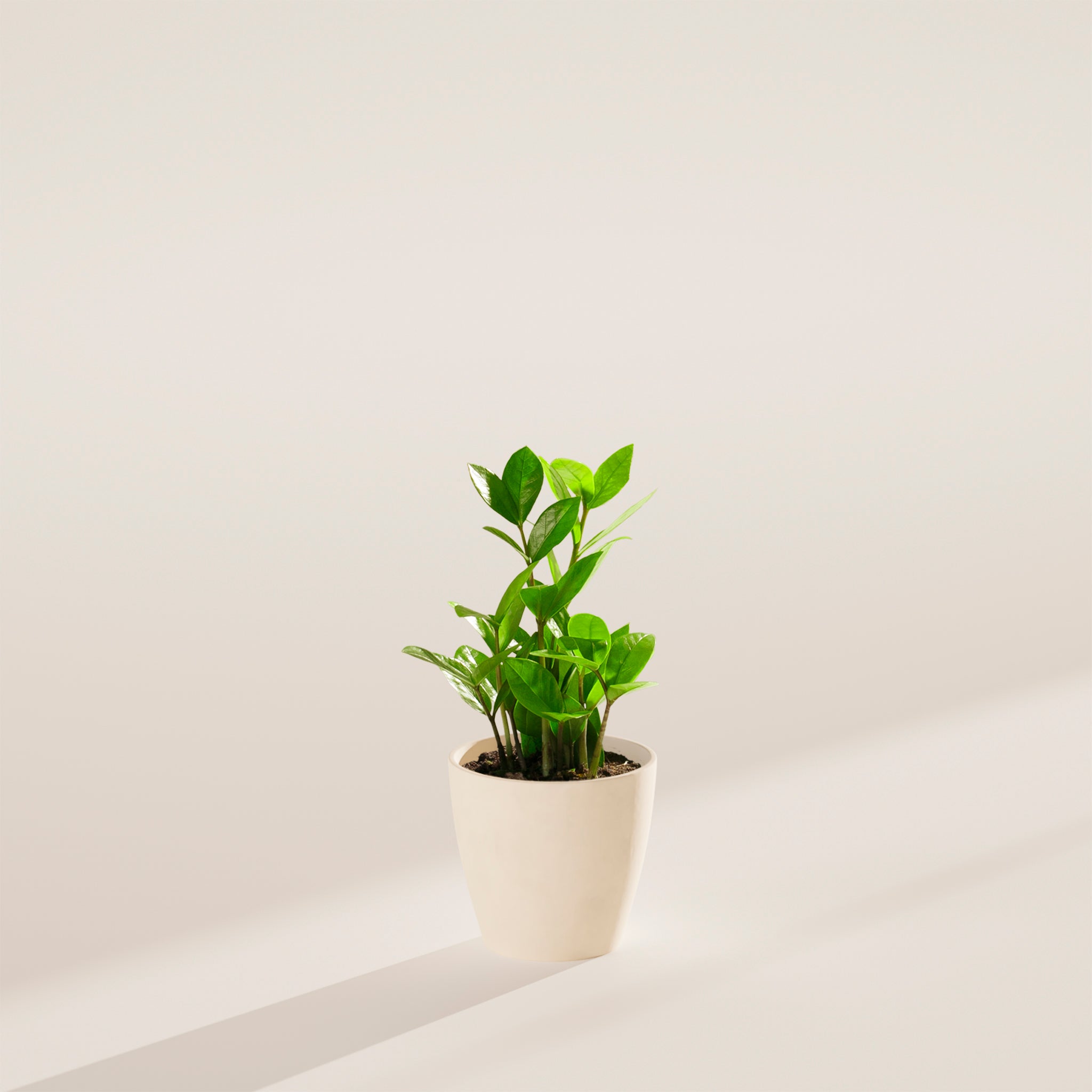 ZZ Plant - Indoor Plants - PB_ZZP_ECO_CO_4IN1 - Varnish + Vine - 28