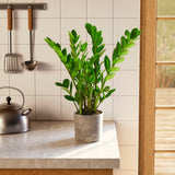 ZZ Plant - Indoor Plants - PL_ZZP_4IN1 - Varnish + Vine - 1