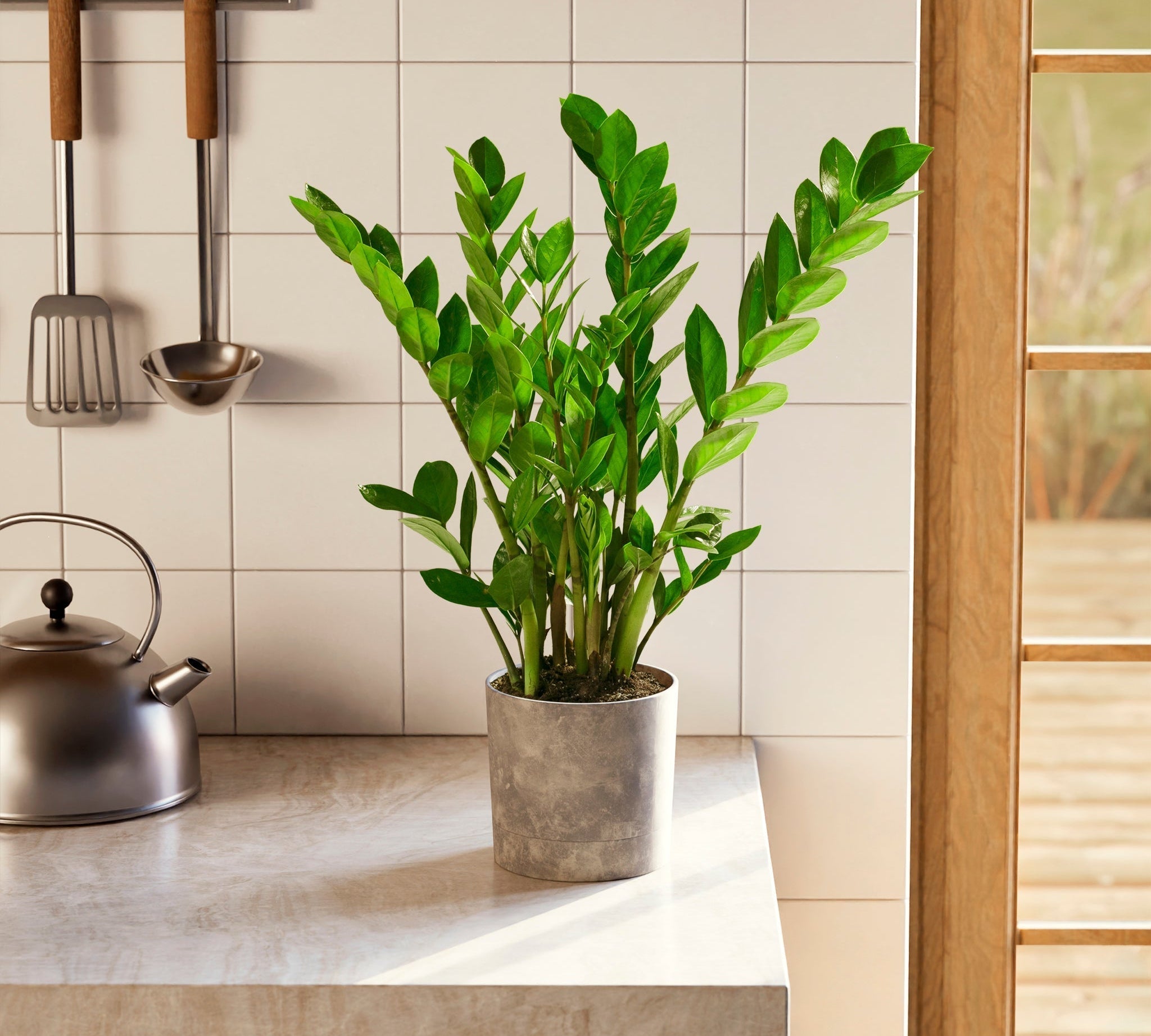 ZZ Plant - Indoor Plants - PL_ZZP_4IN1 - Varnish + Vine - 1