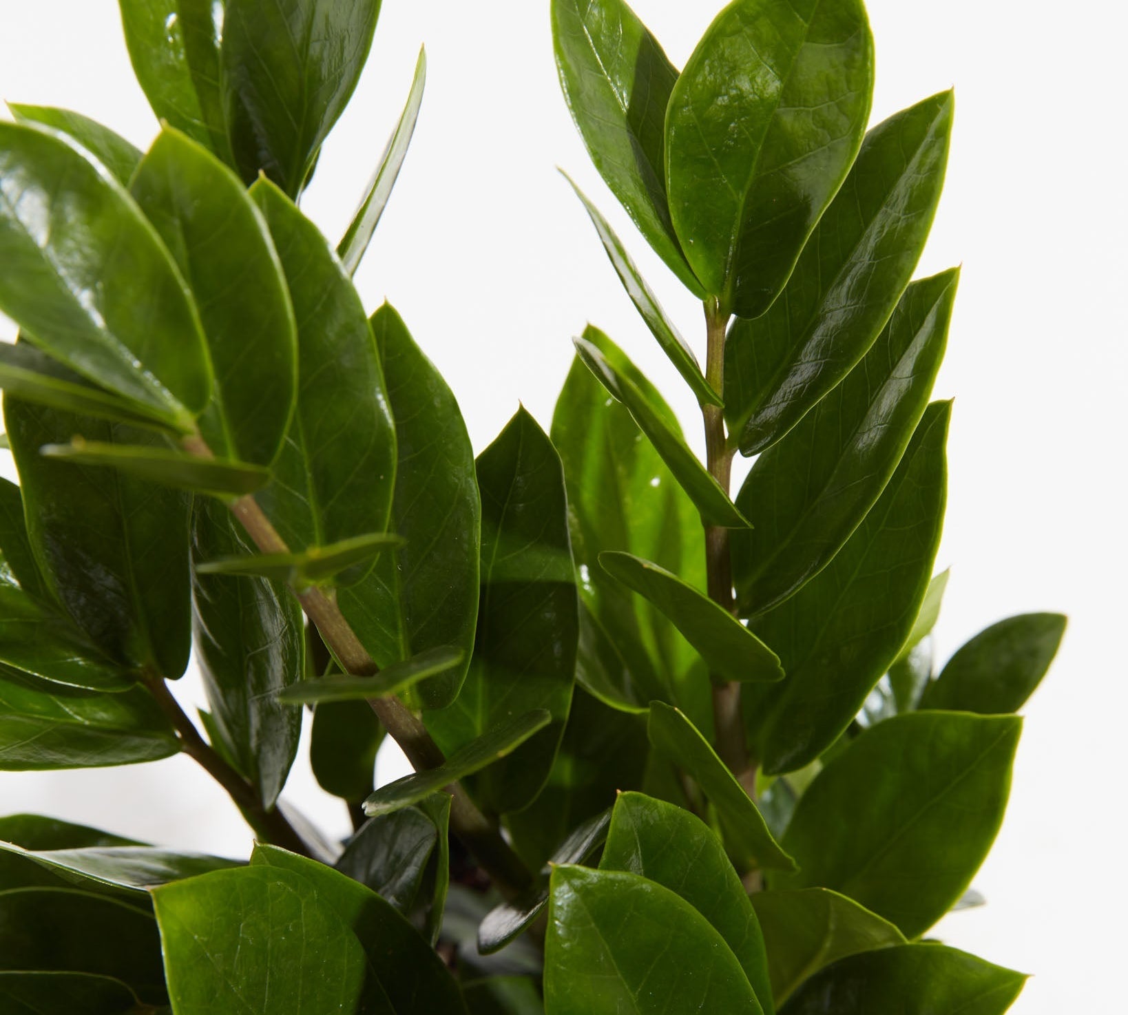 ZZ Plant - Indoor Plants - PL_ZZP_4IN1 - Varnish + Vine - 2