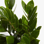 ZZ Plant - Indoor Plants - PL_ZZP_4IN1 - Varnish + Vine - 2