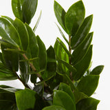 ZZ Plant - Indoor Plants - PL_ZZP_4IN1 - Varnish + Vine - 2