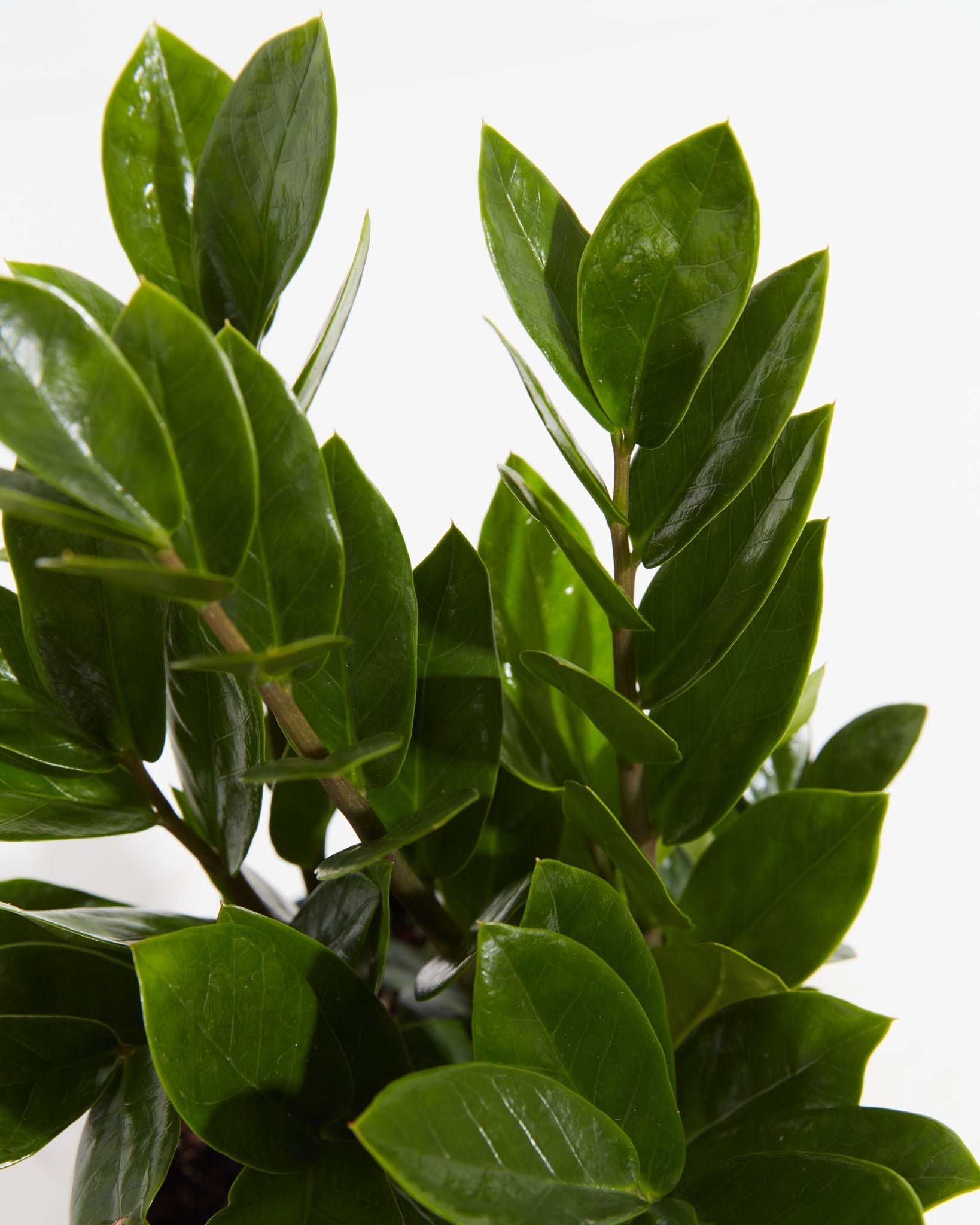 ZZ Plant - Indoor Plants - PL_ZZP_4IN1 - Varnish + Vine - 2