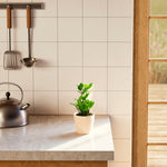 ZZ Plant - Indoor Plants - PB_ZZP_ECO_CO_4IN1 - Varnish + Vine - 31