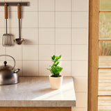 ZZ Plant - Indoor Plants - PB_ZZP_ECO_CO_4IN1 - Varnish + Vine - 31