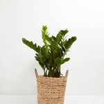 ZZ Plant - Indoor Plants - PB_ZZP_BAS_LI_10IN1 - Varnish + Vine - 15
