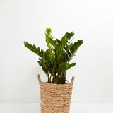 ZZ Plant - Indoor Plants - PB_ZZP_BAS_LI_10IN1 - Varnish + Vine - 15