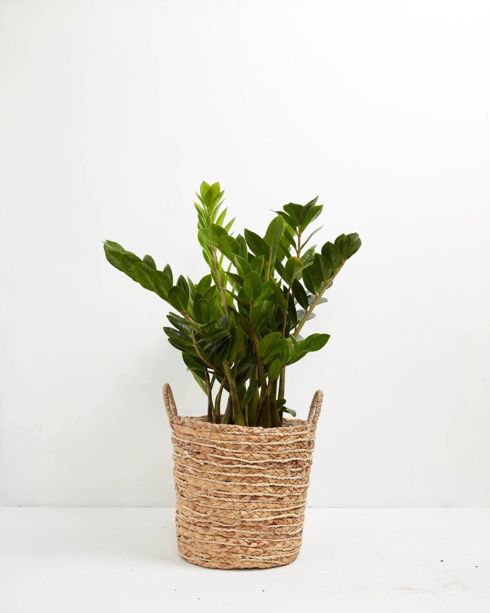 ZZ Plant - Indoor Plants - PB_ZZP_BAS_LI_10IN1 - Varnish + Vine - 15