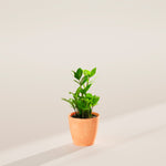 ZZ Plant - Indoor Plants - PB_ZZP_ECO_CH_4IN1 - Varnish + Vine - 27