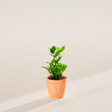 ZZ Plant - Indoor Plants - PB_ZZP_ECO_CH_4IN1 - Varnish + Vine - 27