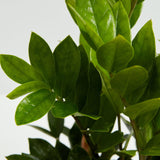 ZZ Plant - Indoor Plants - PL_ZZP_4IN1 - Varnish + Vine - 5