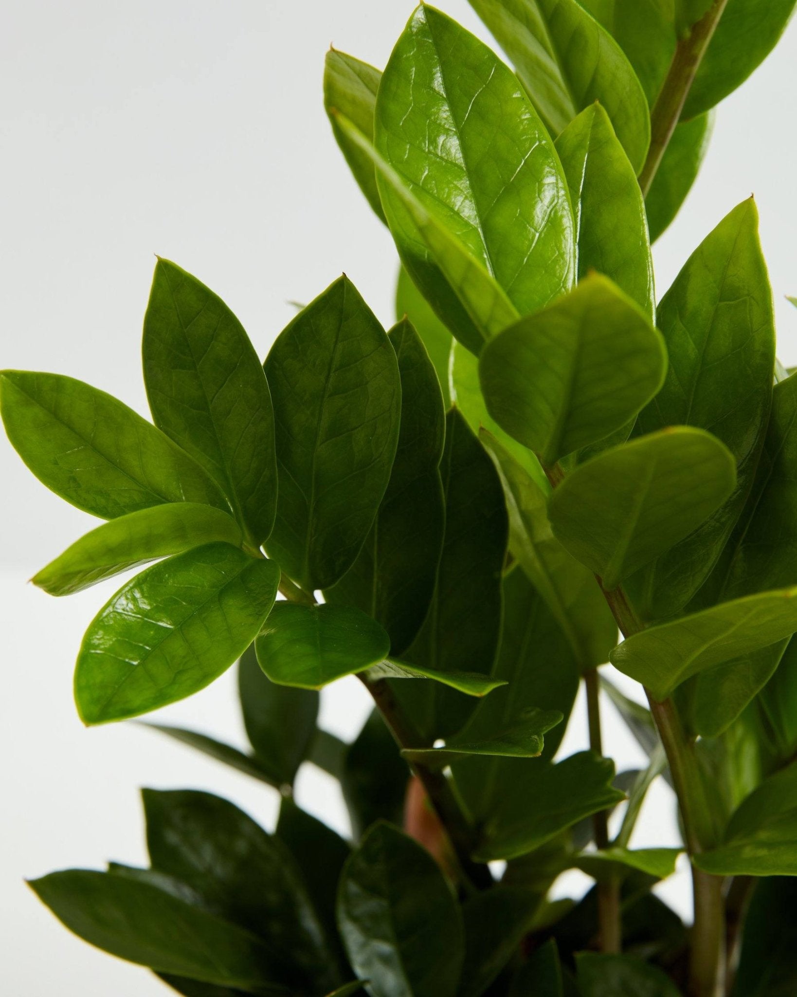 ZZ Plant - Indoor Plants - PL_ZZP_4IN1 - Varnish + Vine - 5