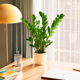 ZZ Plant - Indoor Plants - PB_ZZP_ECO_CH_6IN1 - Varnish + Vine - 49