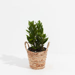 ZZ Plant - Indoor Plants - PB_ZZP_BAS_LI_6IN1 - Varnish + Vine - 14