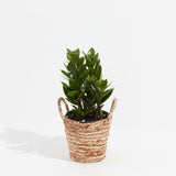 ZZ Plant - Indoor Plants - PB_ZZP_BAS_LI_6IN1 - Varnish + Vine - 14