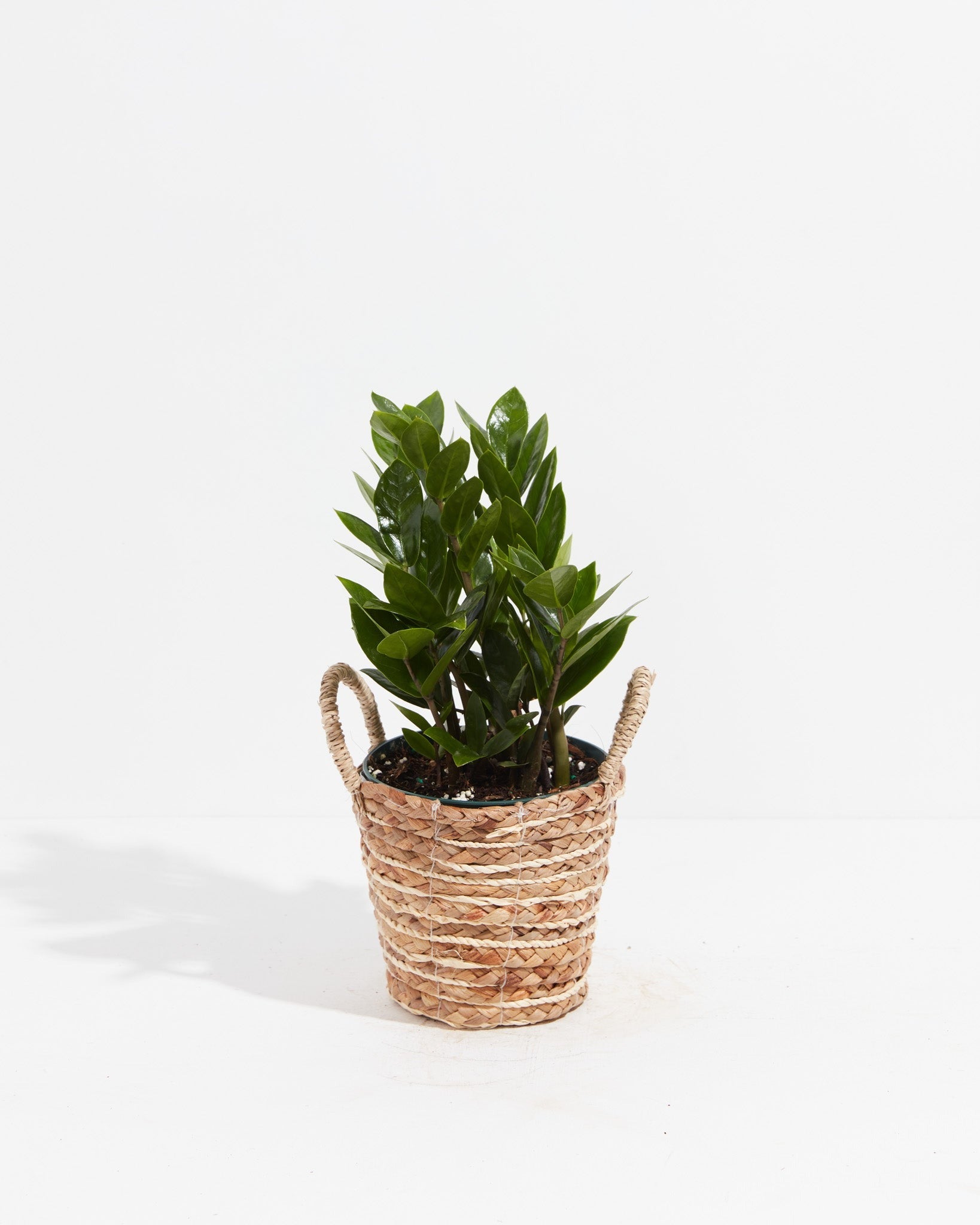 ZZ Plant - Indoor Plants - PB_ZZP_BAS_LI_6IN1 - Varnish + Vine - 14