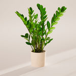 ZZ Plant - Indoor Plants - PB_ZZP_SWP_CO_6IN1 - Varnish + Vine - 54