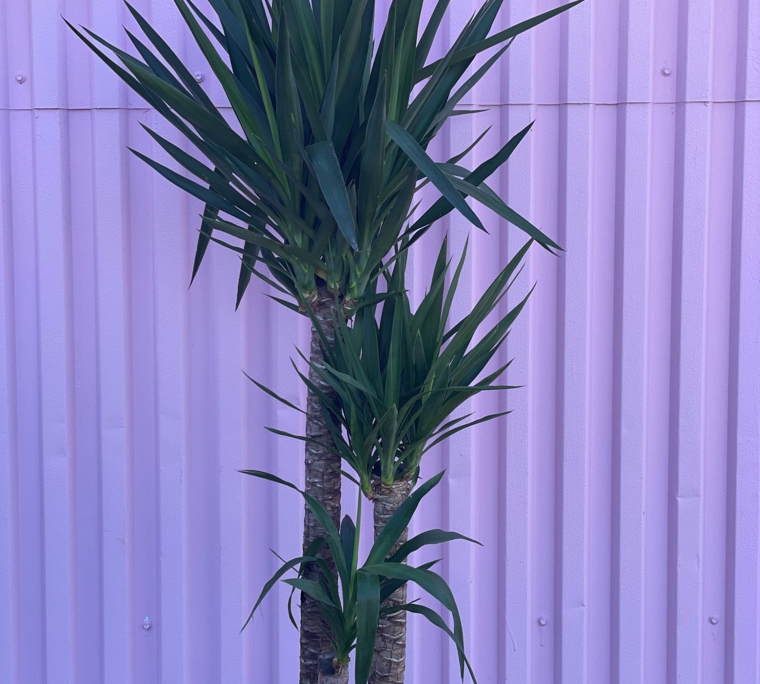 3 Headed Yucca Cane - tree - Root-YuccaCane-L - Varnish + Vine - 1
