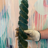 Spiral Cactus
