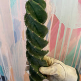 Spiral Cactus